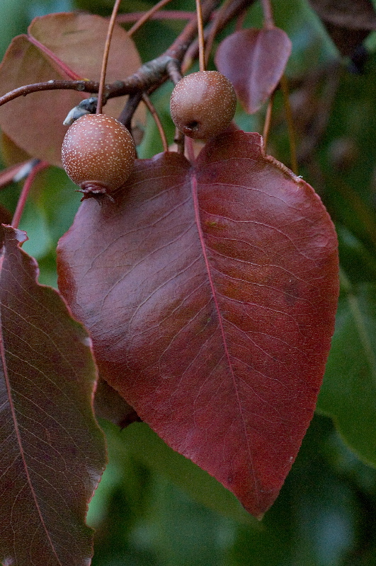 DSC_3556.jpg