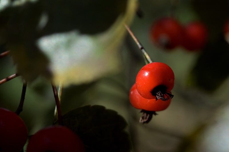 DSC_3647.jpg