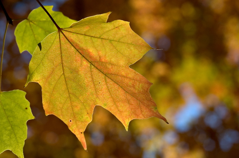 Rainbow in a single leaf