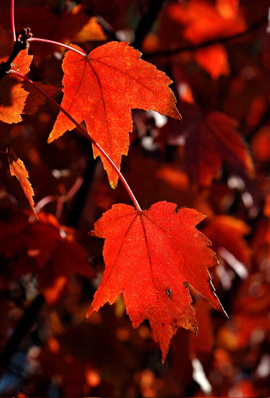 RED! Maple