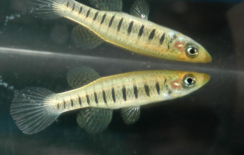 Fundulus lineolatus.jpg