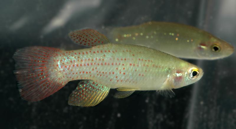 Fundulus chrysotus.jpg
