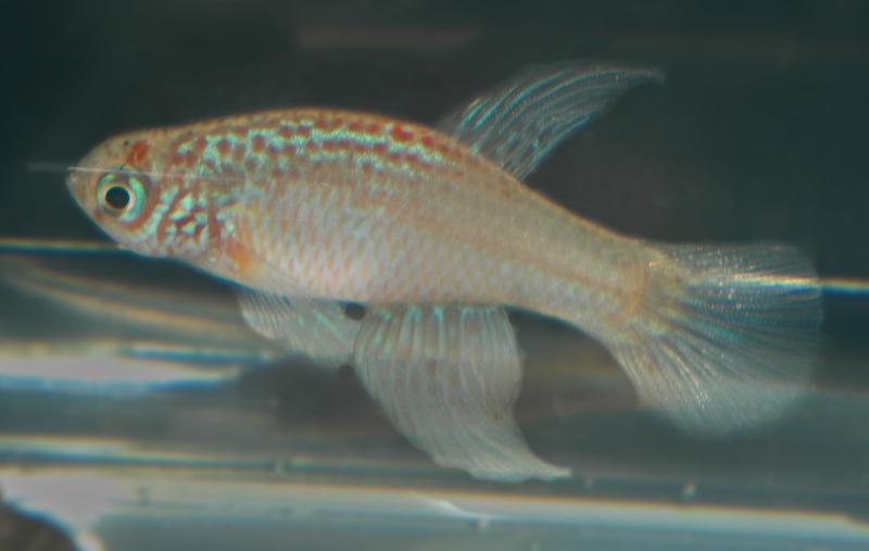 Maratecoara lecortei.jpg