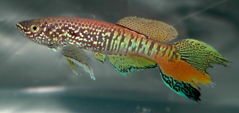 Fundulopanchax sjoestedti.jpg
