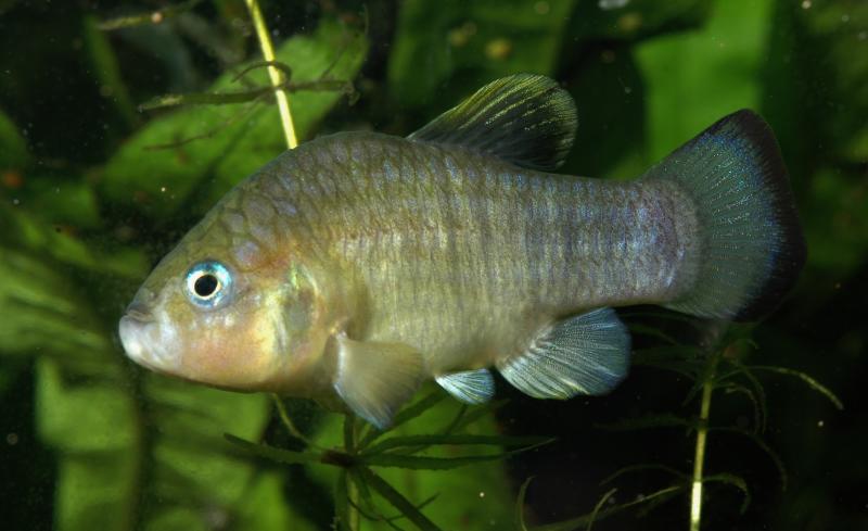 Cyprinodon fontinalis Carbonera.jpg