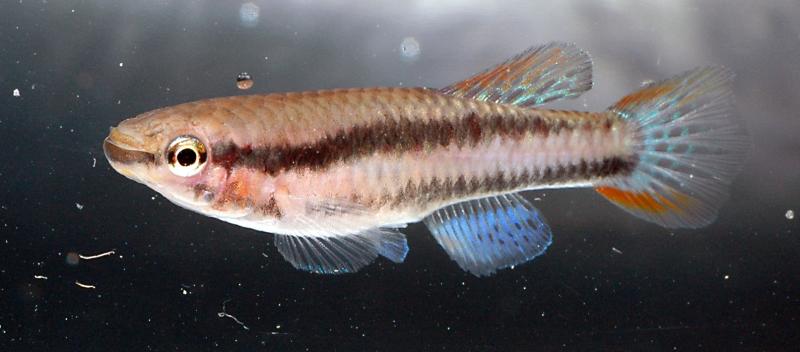 Aphyosemion bivattatum Funge female.jpg