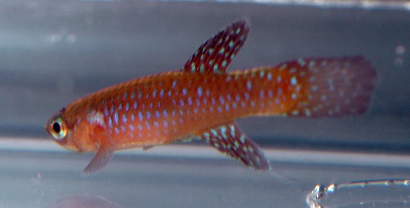 Aphyosemion cyanostictum GAB 92-17.jpg