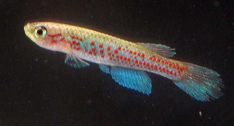 Aphyosemion hannaloreae hannaloreae wuendschi.jpg