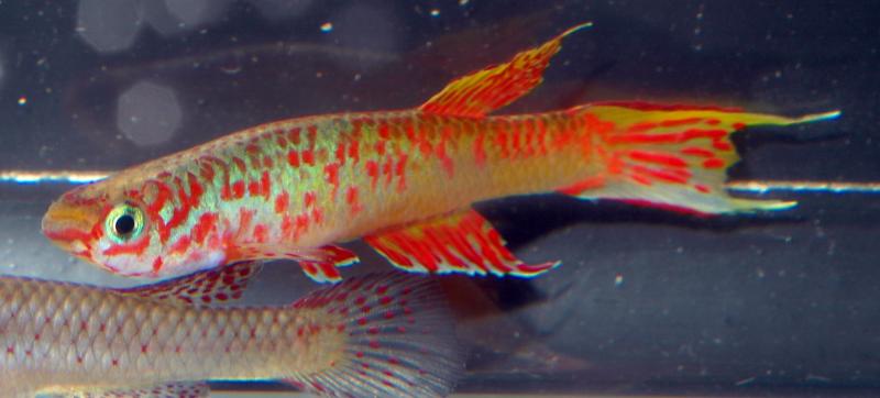 Aphyosemion sp Oyo