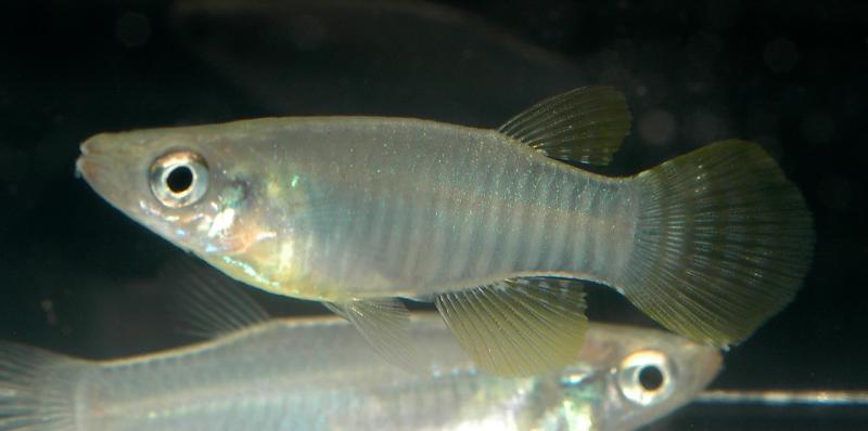 Apocheilichthys spilauchen