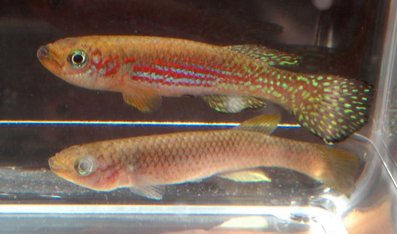 fundulopanchax groseni.jpg