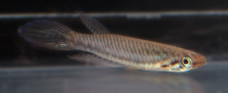 Epiplatys bifasciatus Campant.jpg