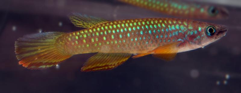 Epiplatys fasciolatus Zimiensis.jpg