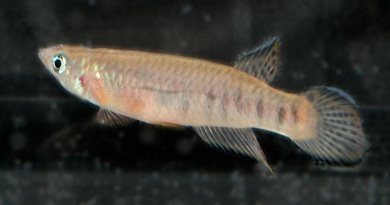 Epiplatys Roloffi.jpg