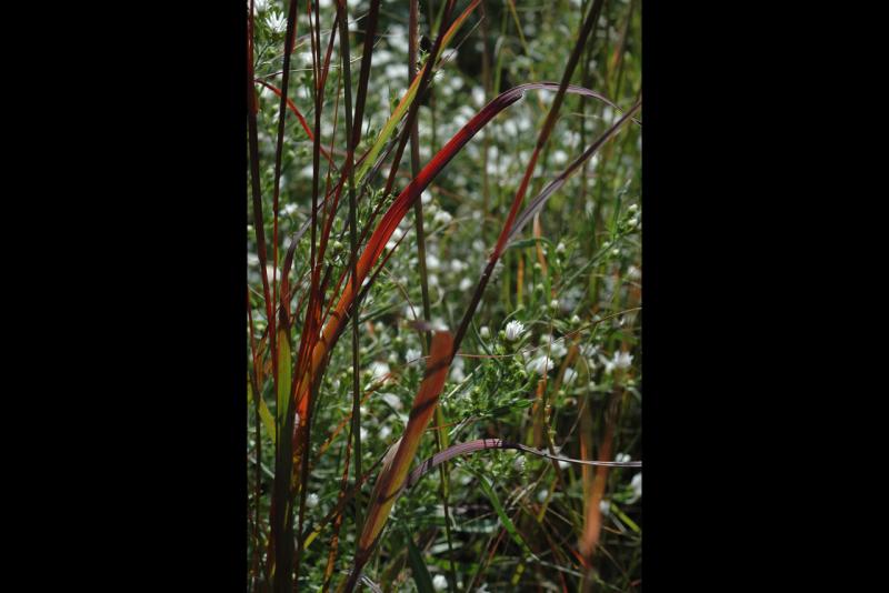 051011 Grass II.jpg