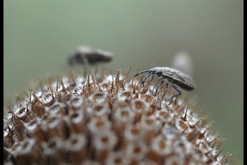 051011 bug on seedhead.jpg