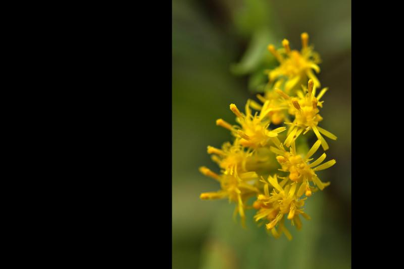 051011 goldenrod.jpg