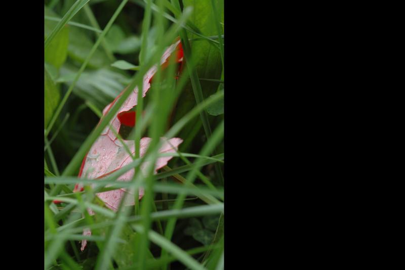 051011 leaf in the grass.jpg