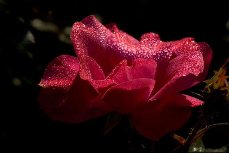 051014 Rosey dew.jpg