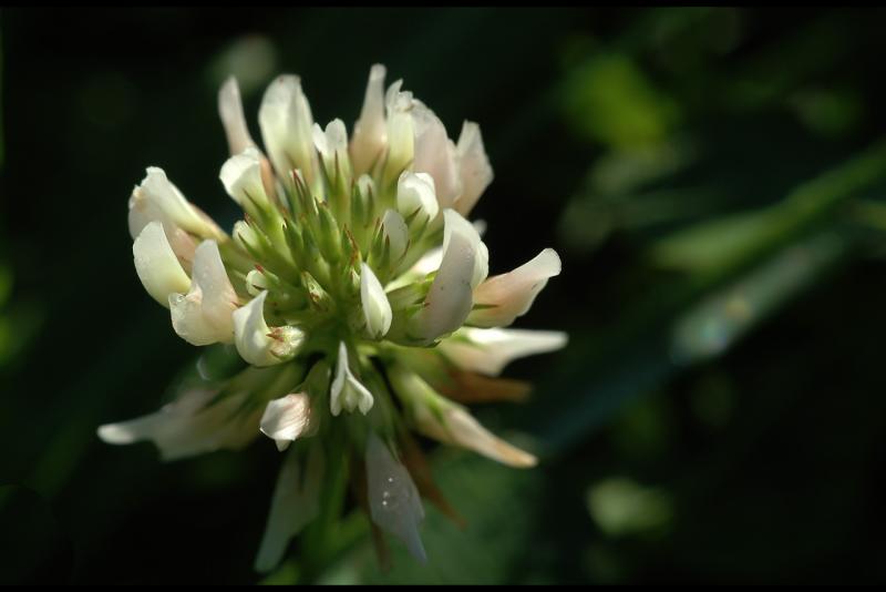 051014 clover with dew.jpg