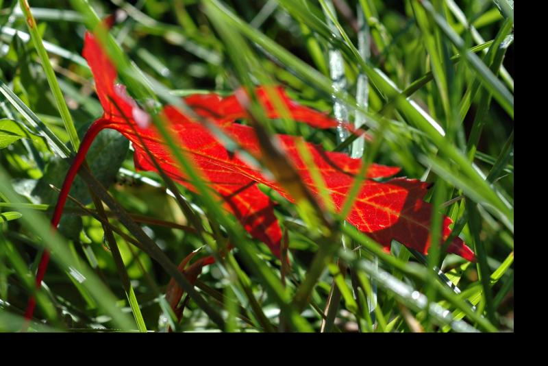 051014 leaf in the grass.jpg