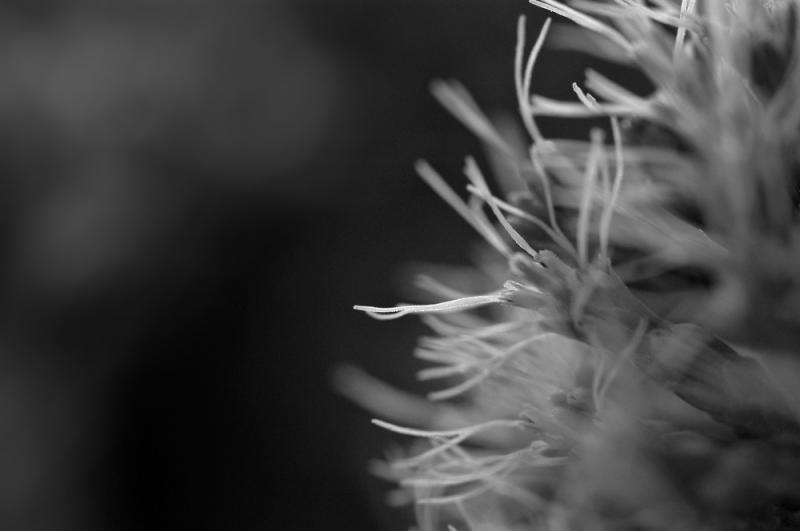 Blazing Star