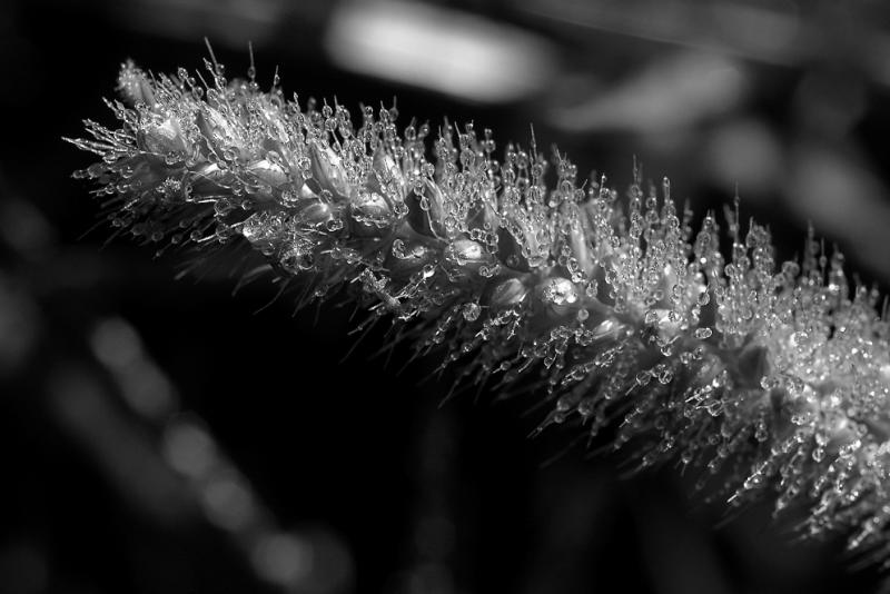 Seeds in dew