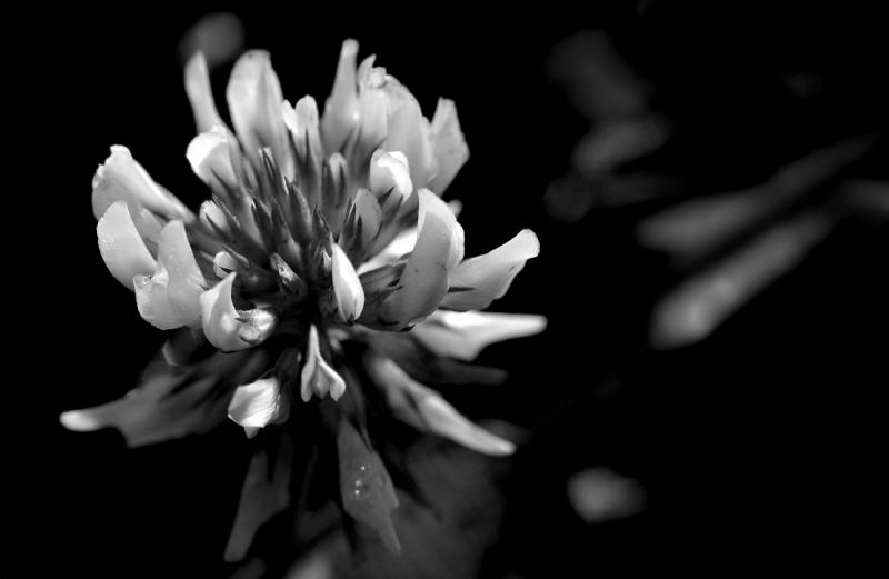 Just clover