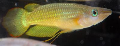 Apocheilus lineatus Gold .jpg