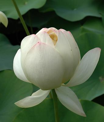 Lotus for Cassandra