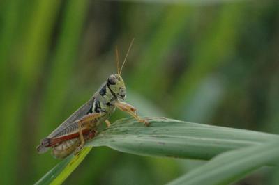 Grasshopper poses