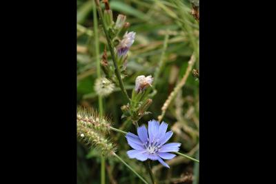 051011 Bluet.jpg