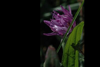 051014 dew on aster.jpg