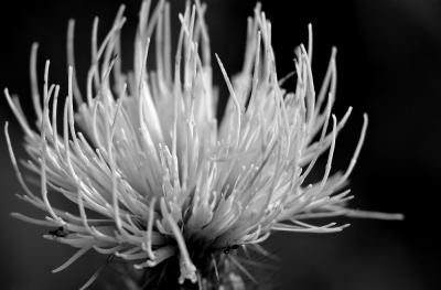 Thistle