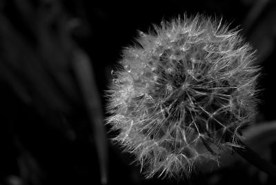 Dandelion with dew