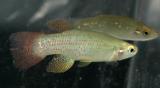 Fundulus chrysotus.jpg