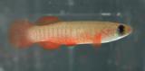 Fundulus cingulatus.jpg