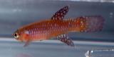 Aphyosemion cyanostictum GAB 92-17.jpg