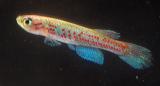 Aphyosemion hannaloreae hannaloreae wuendschi.jpg