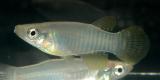 Apocheilichthys spilauchen