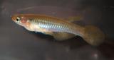 Lacustricola johnstoni.jpg