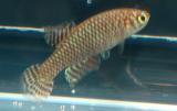 Leptolebias fractifasciatus Inoa.jpg