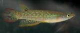 Aplocheilus lineatus.jpg