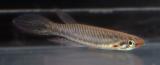 Epiplatys bifasciatus Campant.jpg