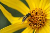 051011 hoverfly on sunflower.jpg
