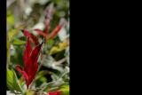 051014 red leaf.jpg
