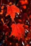 RED! Maple