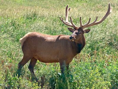 Elk