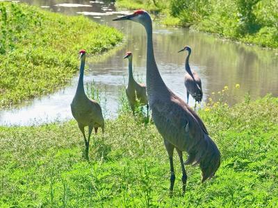 Sandhill Cranes