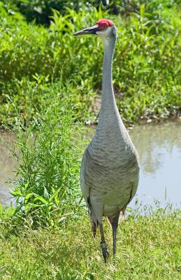 Curious Crane